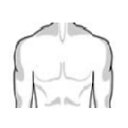 chest_muscular